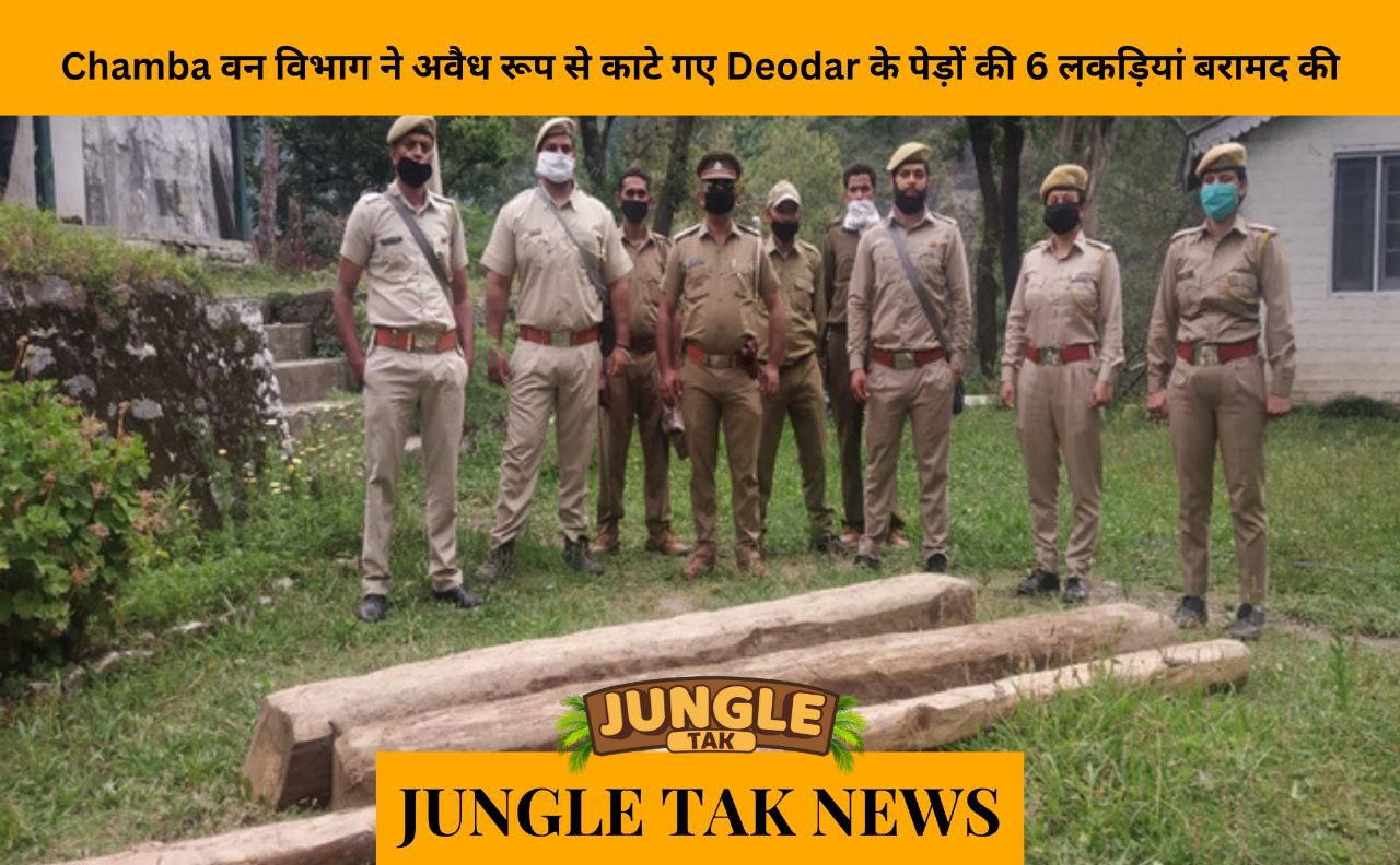 Chamba Forest Department recovers six logs of illegally felled deodar trees- JUNGLE TAK