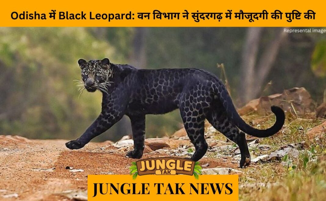 Black leopard in Odisha: Forest Dept confirms presence in Sundargarh- JUNGLE TAK