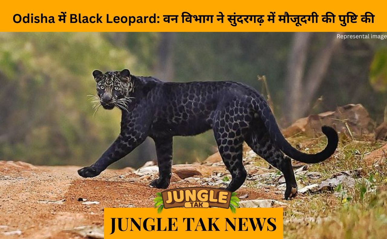 Black leopard in Odisha: Forest Dept confirms presence in Sundargarh- JUNGLE TAK