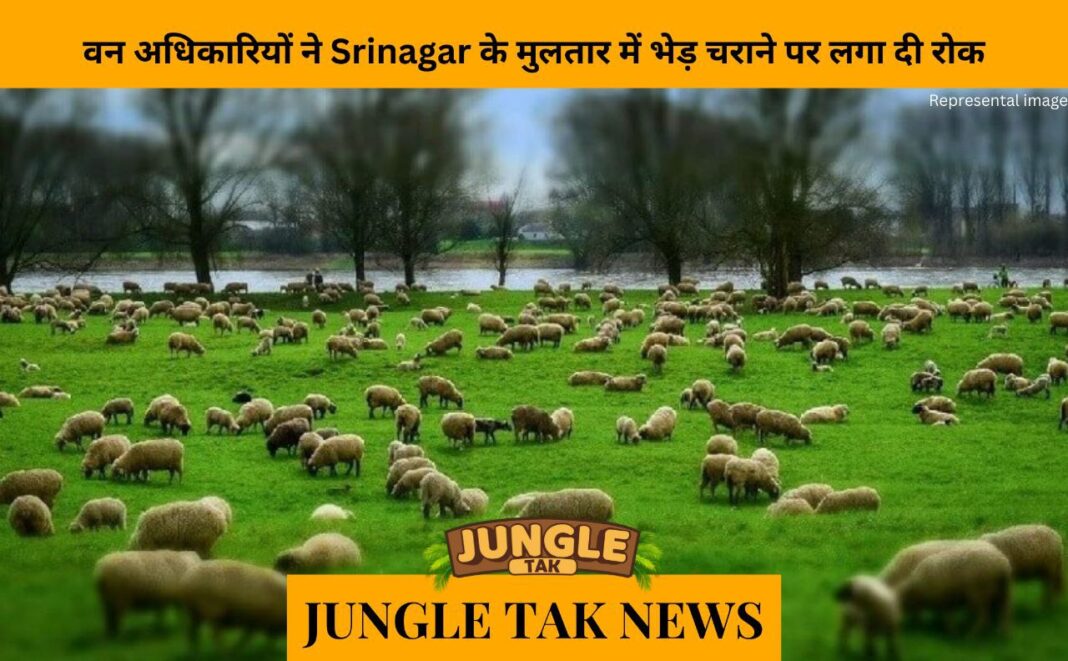 Forest officials stop sheep grazing in Srinagar's Mulnar- JUNGLE TAK