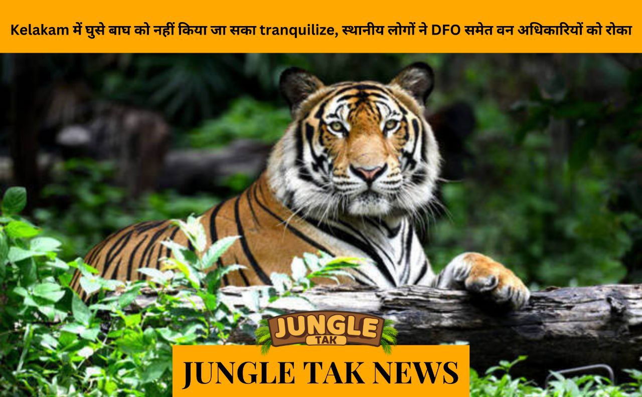 Tiger that entered Kelakam could not be tranquilized, locals stop forest officials including DFO- JUNGLE TAK