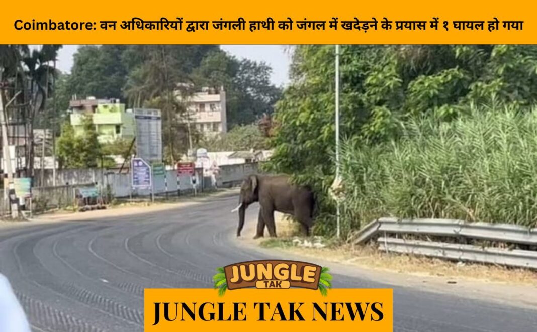 Coimbatore: One injured as forest officials attempt to chase wild tusker into forest- JUNGLE TAK