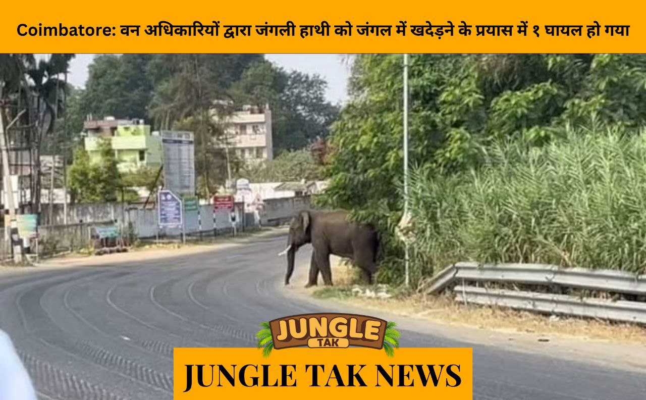 Coimbatore: One injured as forest officials attempt to chase wild tusker into forest- JUNGLE TAK