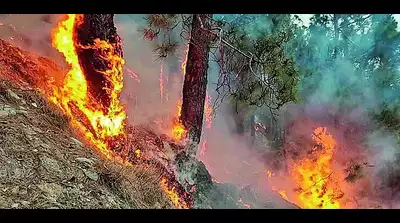 जनवरी से अब तक राज्य में 8,000 fire point दर्ज किए गए- JUNGLE TAK