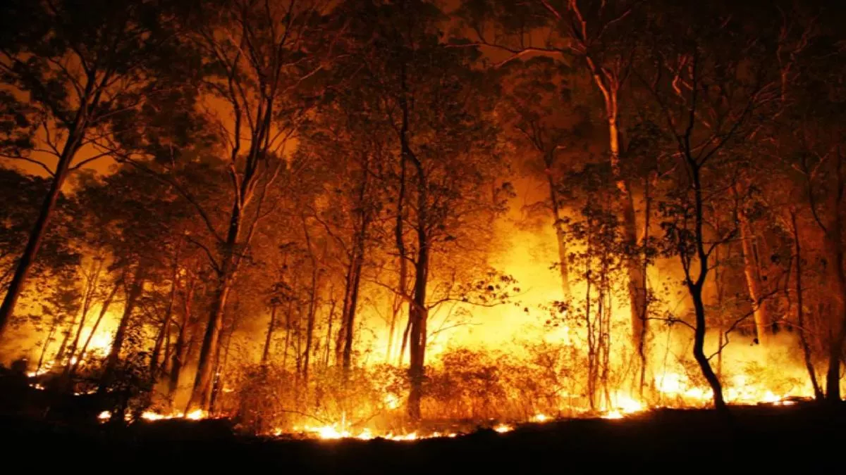 5 महीनों में 282 हेक्टेयर वन भूमि forest fire में जलकर खाक हो गई- JUNGLE TAK