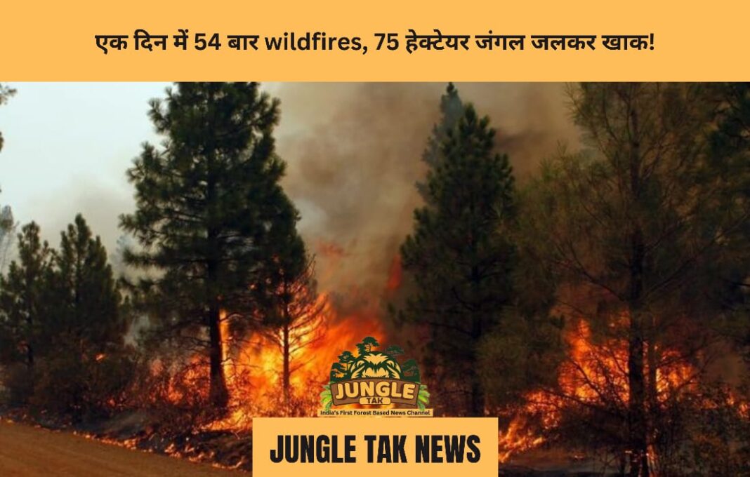 एक दिन में 54 बार wildfires, 75 हेक्टेयर जंगल जलकर खाक!- JUNGLE TAK