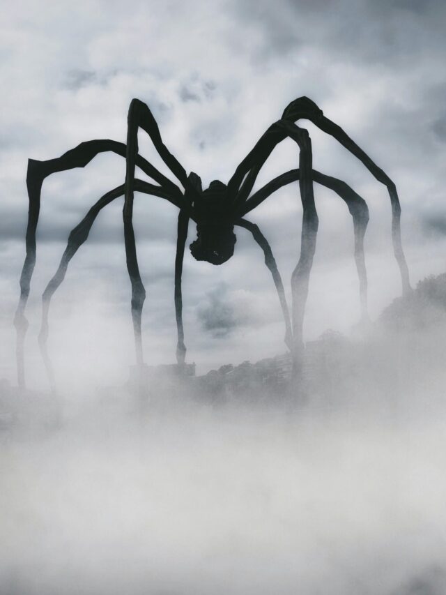 amazing facts about spiders