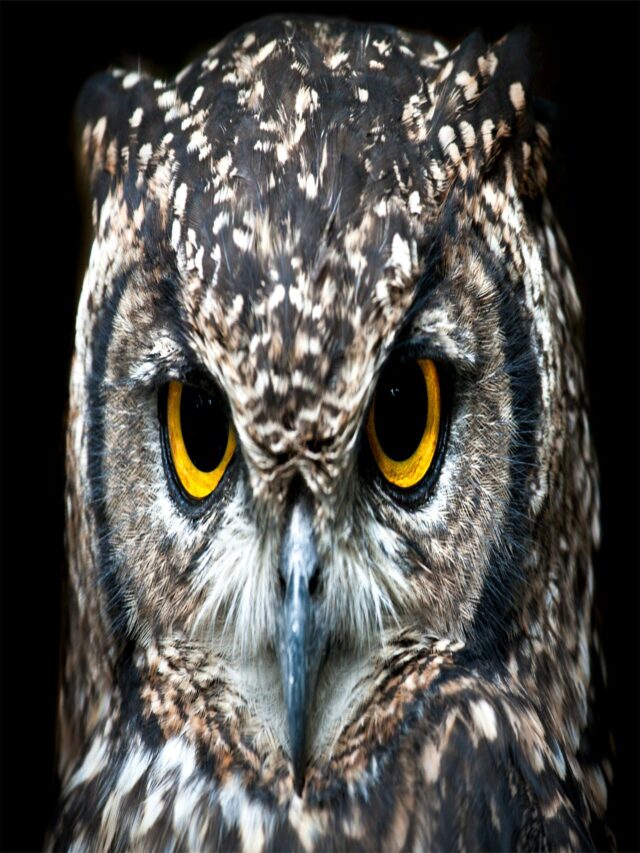 Amazing Owl Facts