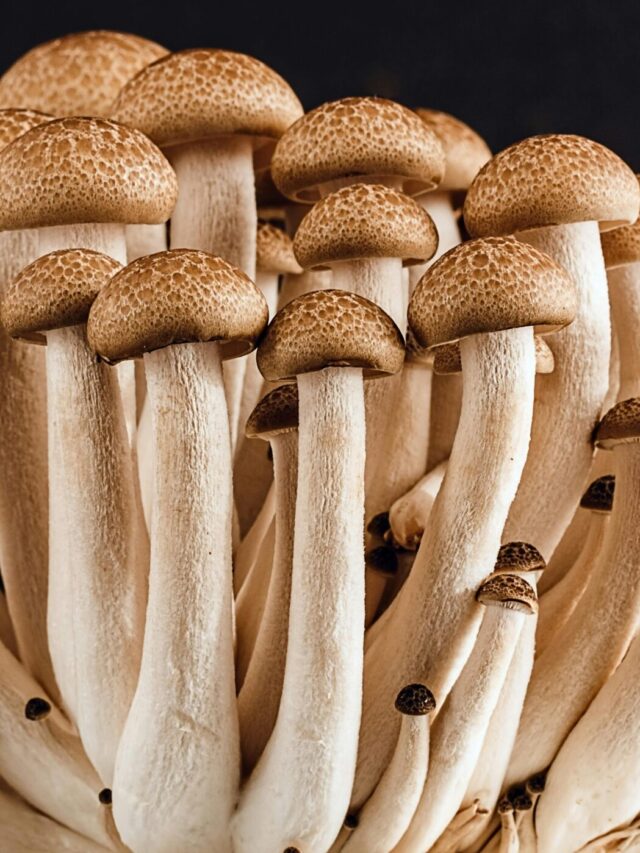 same fact about mushoom