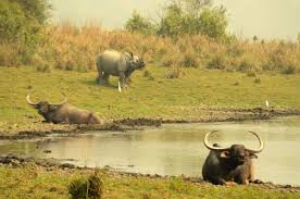 Kaziranga National Park में जंगली भैंसे के हमले में असम के वन अधिकारी की मौत, एक अन्य घायल- JUNGLE TAK