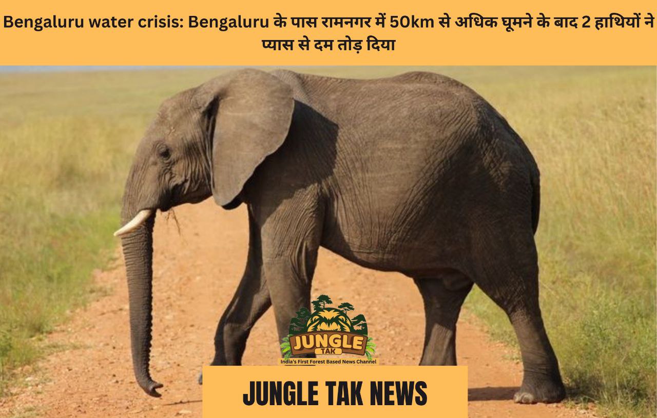 Bengaluru water crisis: कर्नाटक की राजधानी के पास रामनगर में 50 किमी से अधिक घूमने के बाद 2 हाथियों ने प्यास से दम तोड़ दिया-JUNGLE TAK