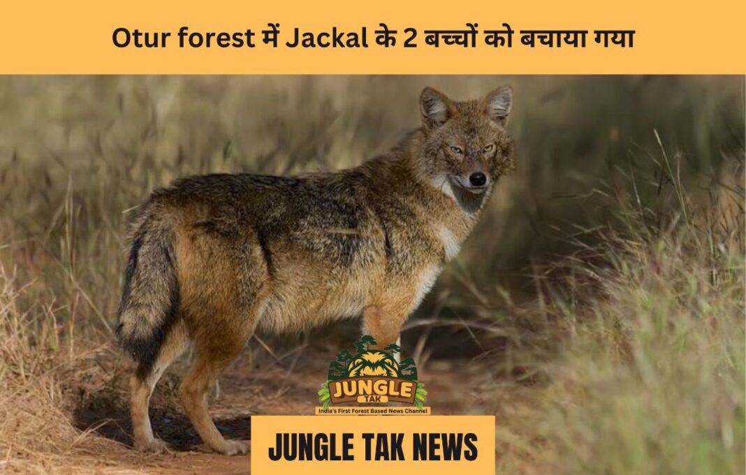 Otur forest में jackal के 2 बच्चों को बचाया गया- JUNGLE TAK