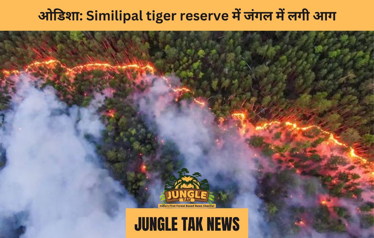 ओडिशा: Similipal Tiger Reserve में जंगल में आग लग गई- JUNGLE TAK