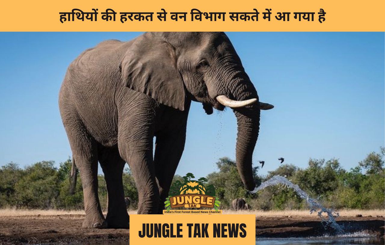 हाथियों की हरकत से वन विभाग सकते में आ गया है- JUNGLE TAK