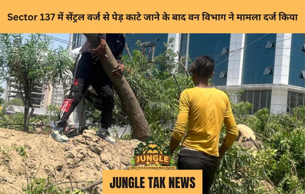 Sector 137 में सेंट्रल वर्ज से पेड़ काटे जाने के बाद वन विभाग ने मामला दर्ज किया- JUNGLE TAK