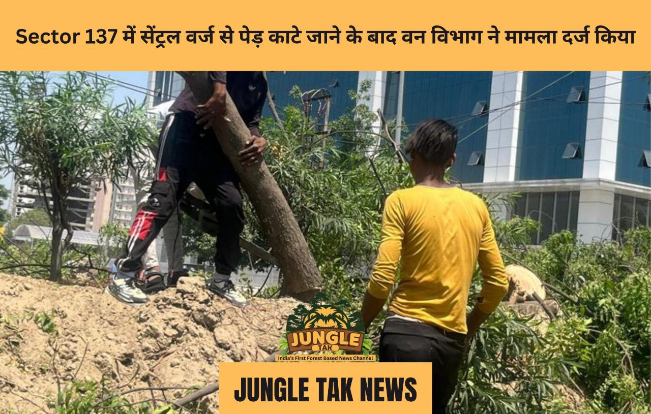 Sector 137 में सेंट्रल वर्ज से पेड़ काटे जाने के बाद वन विभाग ने मामला दर्ज किया- JUNGLE TAK