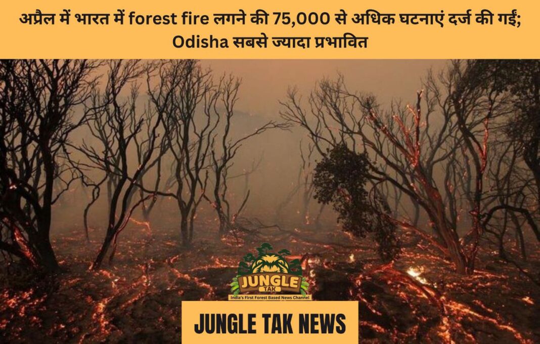 अप्रैल में भारत में forest fire लगने की 75,000 से अधिक घटनाएं दर्ज की गईं; Odisha सबसे ज्यादा प्रभावित- JUNGLE TAK