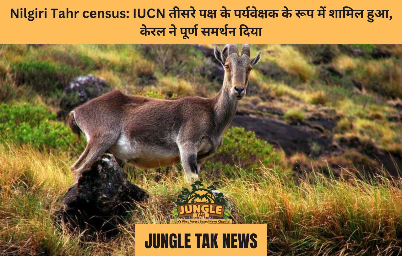 Nilgiri Tahr census: IUCN तीसरे पक्ष के पर्यवेक्षक के रूप में शामिल हुआ, केरल ने पूर्ण समर्थन दिया- JUNGLE TAK