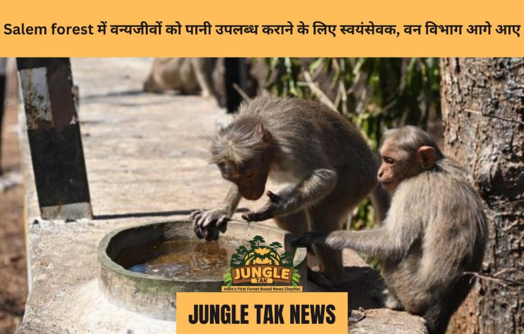 The Forest Department filled water in cement tubs at Yercaud Ghat Road, where monkeys drink water in Salem district in Tamil Nadu- JUNGLE TAK