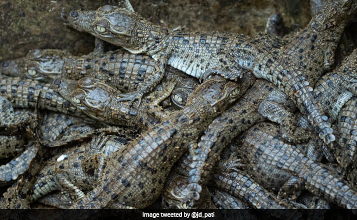 bhitarkanika national park