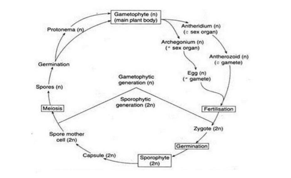 Life cycle of Sphagnum- JUNGLE TAK