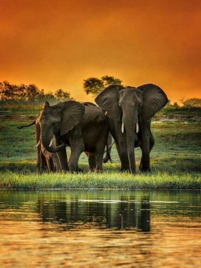 Elephant के बारे में 5 सबसे असाधारण तथ्य