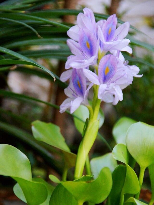 Can a small ornamental plant become a threat to the entire state?