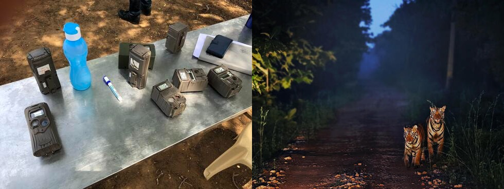 "बाघ क्षेत्रों का अनावरण: भारत की Tiger Census"- JUNGLE TAK