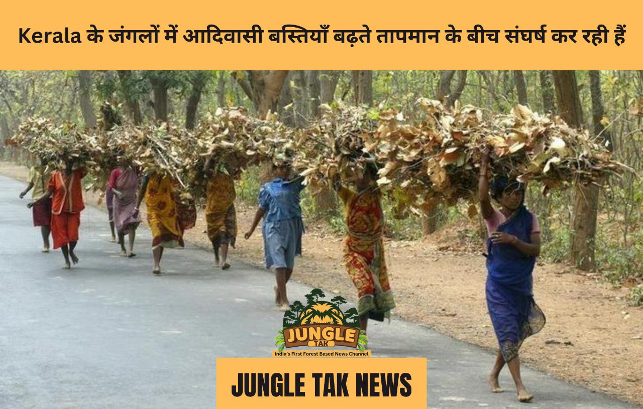Kerala के जंगलों में आदिवासी बस्तियाँ बढ़ते तापमान के बीच संघर्ष कर रही हैं- JUNGLE TAK