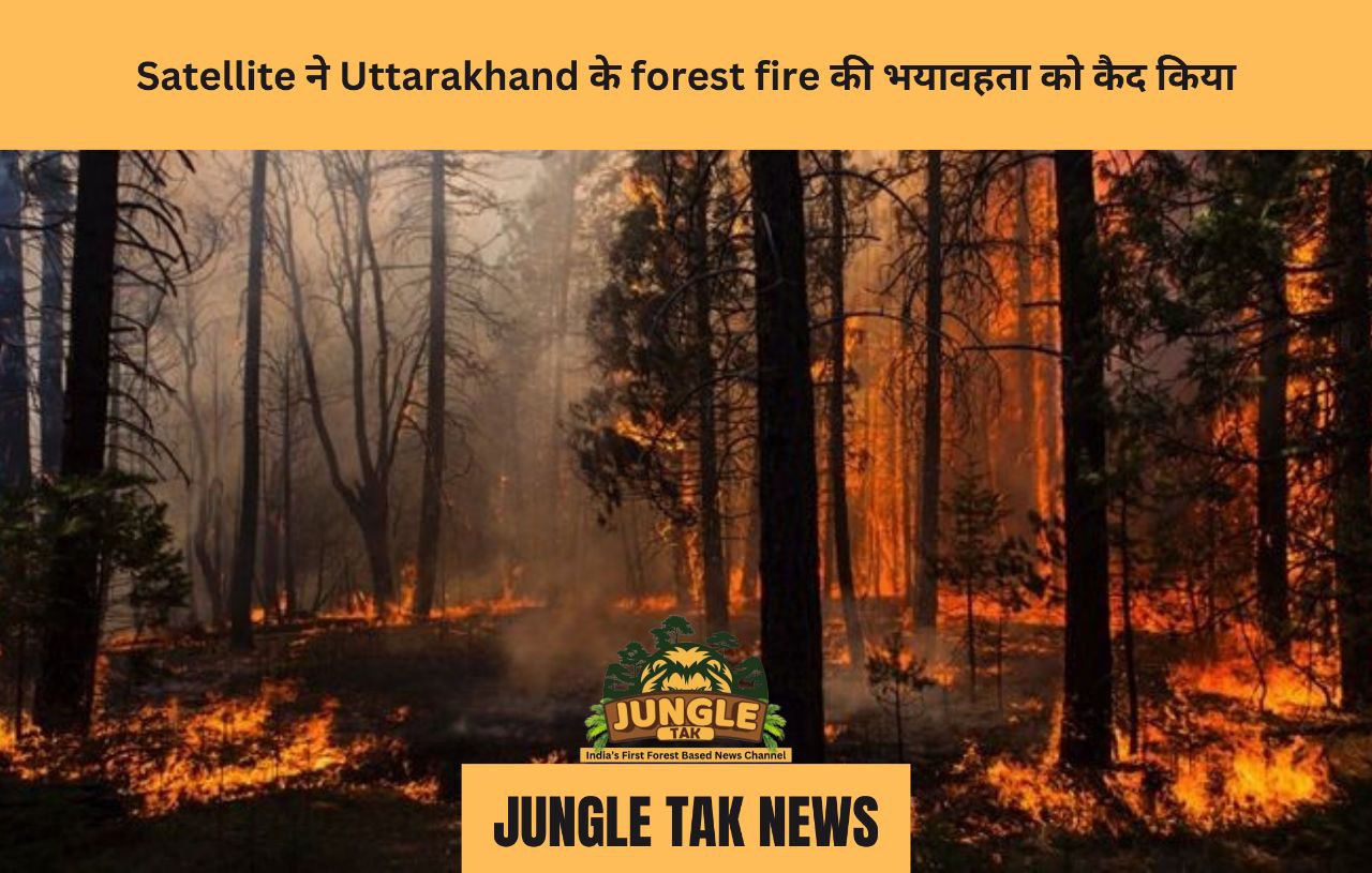 Satellite ने Uttarakhand के forest fire की भयावहता को कैद किया- jungle tak
