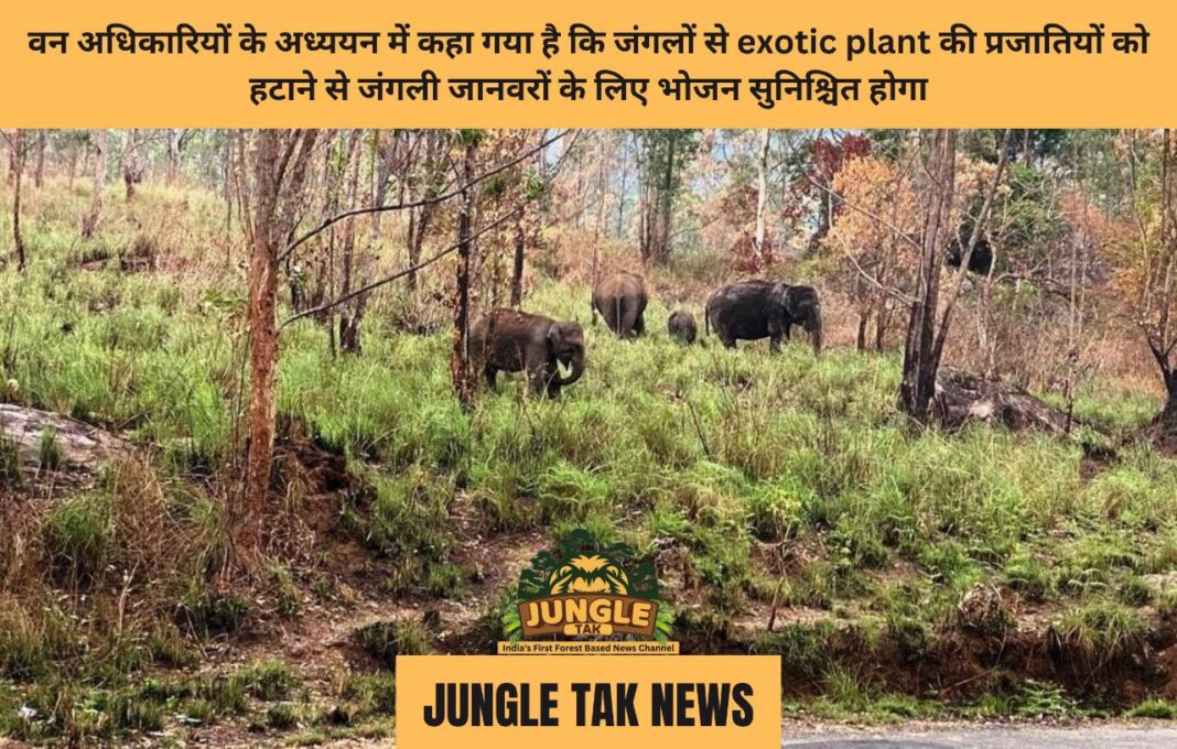 वन अधिकारियों के अध्ययन में कहा गया है कि जंगलों से exotic plant की प्रजातियों को हटाने से जंगली जानवरों के लिए भोजन सुनिश्चित होगा- JUNGLE TAK