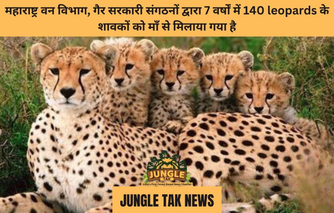 महाराष्ट्र वन विभाग, गैर सरकारी संगठनों द्वारा 7 वर्षों में 140 leopards के शावकों को माँ से मिलाया गया- JUNGLE TAK