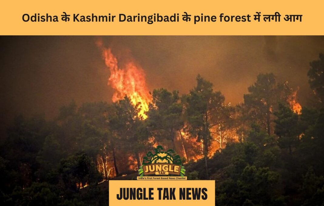 Odisha के Kashmir Daringibadi के pine forest में लगी आग-JUNGLE TAK