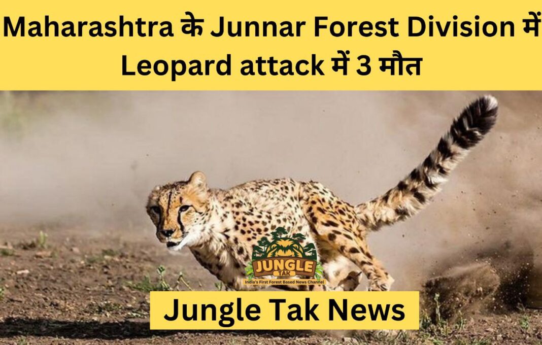 Leopard attack में 3 मौतों ने Junnar Forest Division को Maharashtra तालुका को 'आपदा क्षेत्र' घोषित करने का प्रस्ताव देने के लिए मजबूर किया- JUNGLE TAK