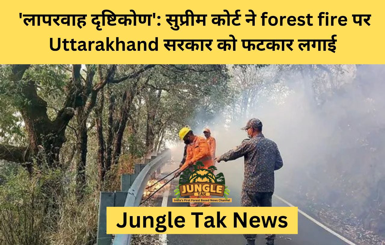 'लापरवाह दृष्टिकोण': सुप्रीम कोर्ट ने forest fire पर Uttarakhand सरकार को फटकार लगाई- JUNGLE TAK