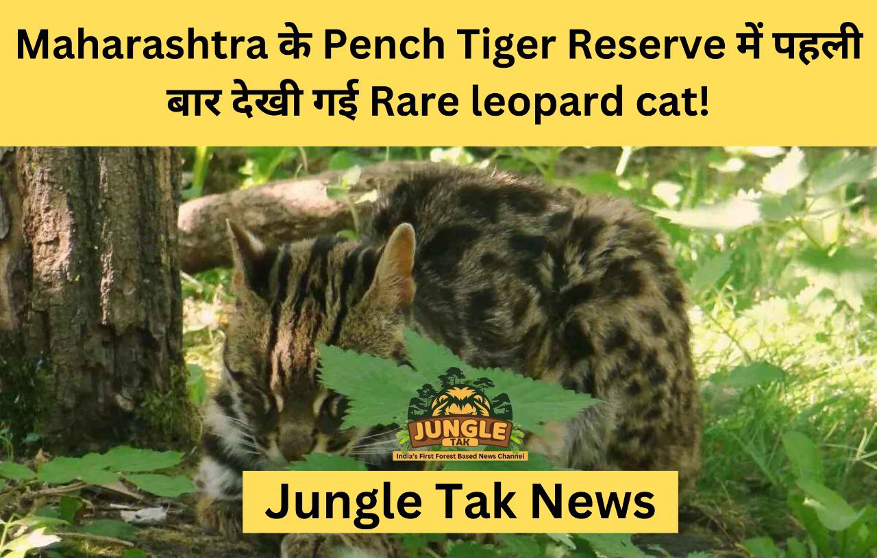 Maharashtra के Pench Tiger Reserve में पहली बार देखी गई Rare leopard cat!- JUNGLE TAK