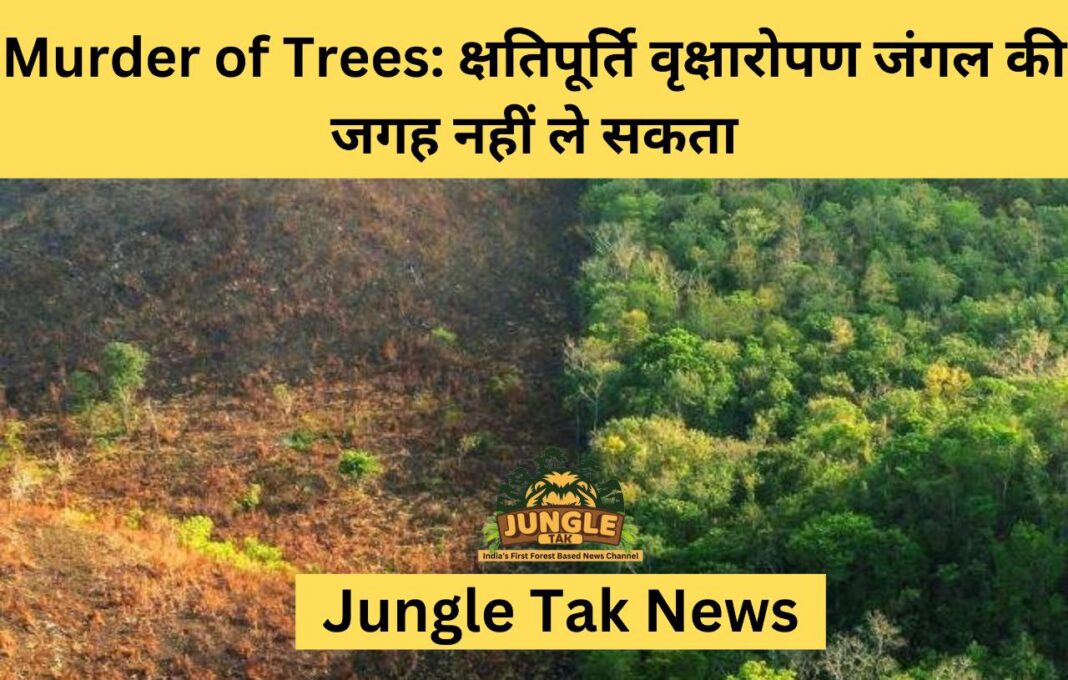 Murder of Trees: क्षतिपूर्ति वृक्षारोपण जंगल की जगह नहीं ले सकता- JUNGLE TAK