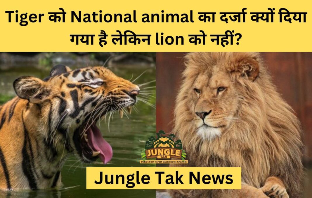 भारत में Tiger को National animal का दर्जा क्यों दिया गया है लेकिन lion को नहीं?- JUNGLE TAK