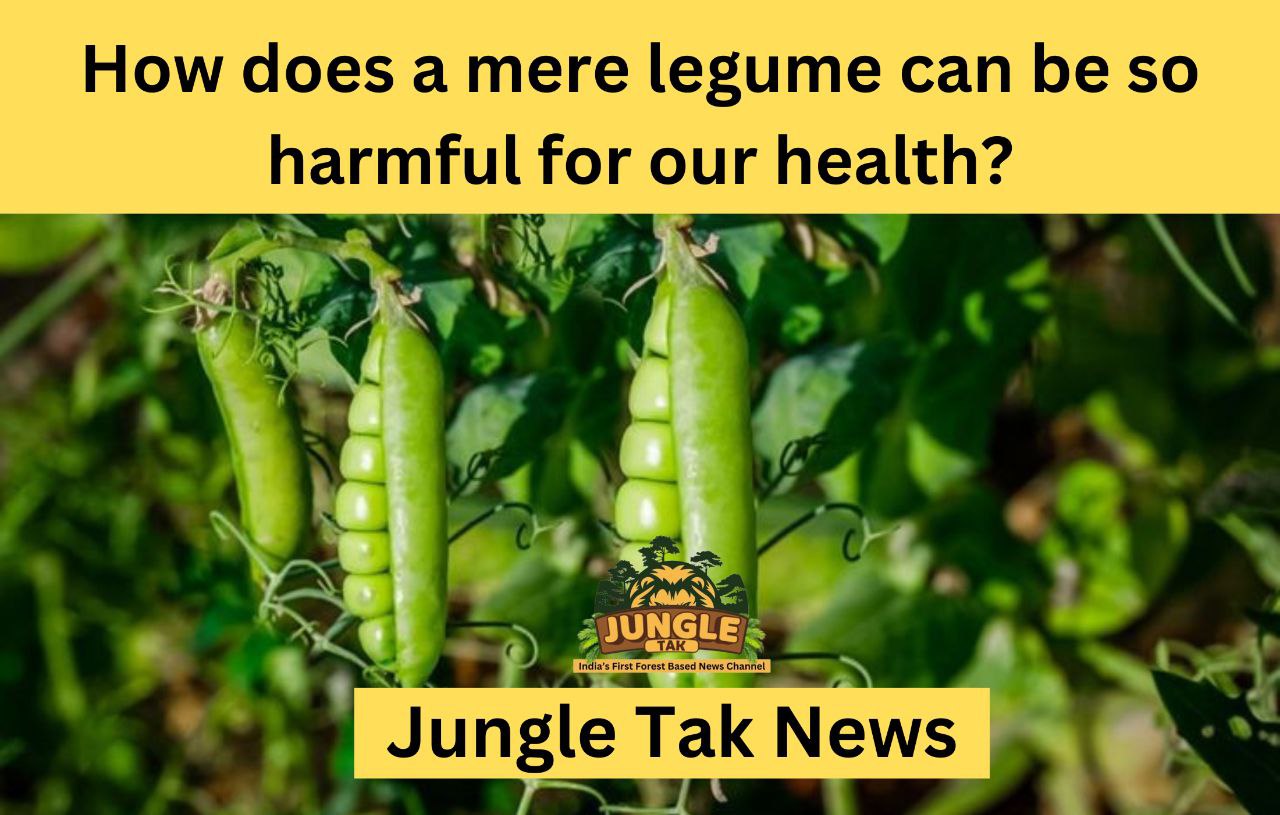 Lathyrus sativus (mere legume) हमारे स्वास्थ्य के लिए इतनी हानिकारक कैसे हो सकती है?- JUNGLE TAK