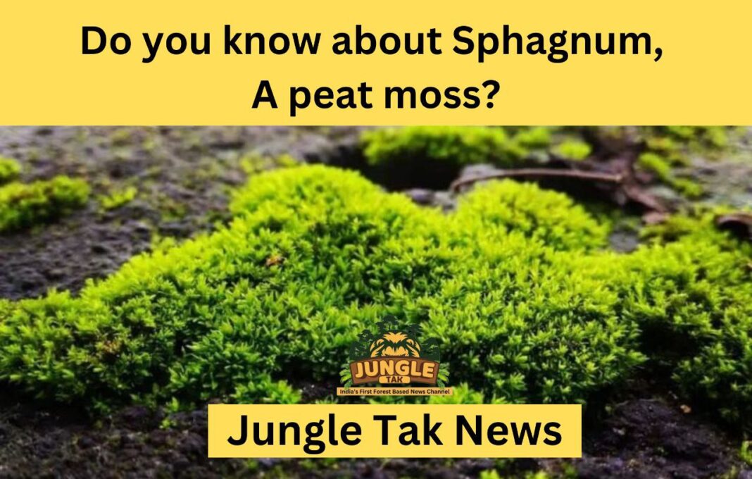 क्या आप Sphagnum, एक peat moss के बारे में जानते हैं?- JUNGLE TAK