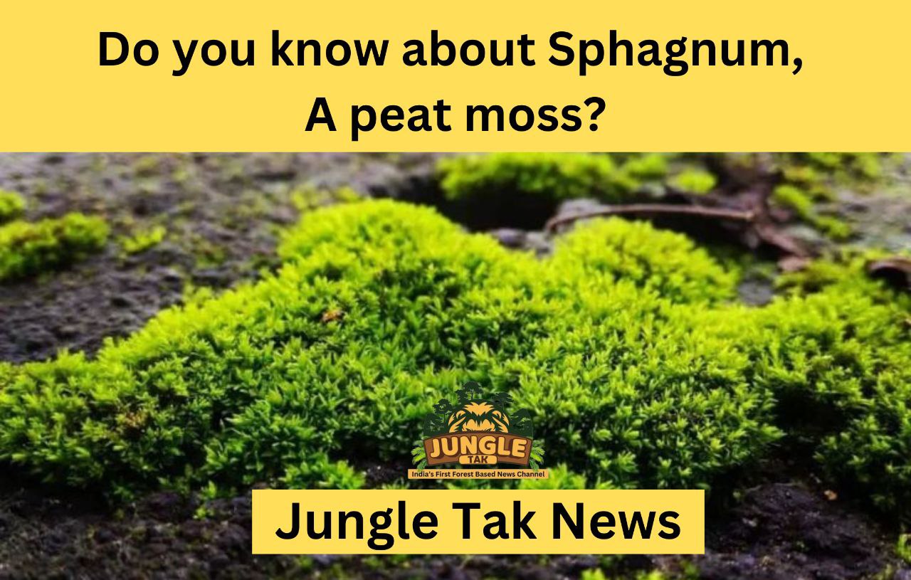 क्या आप Sphagnum, एक peat moss के बारे में जानते हैं?- JUNGLE TAK