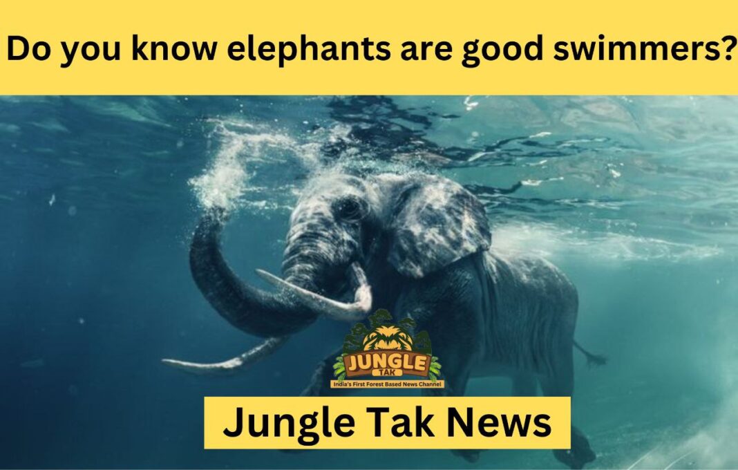 Do you know elephants are good swimmers?- JUNGLE TAK