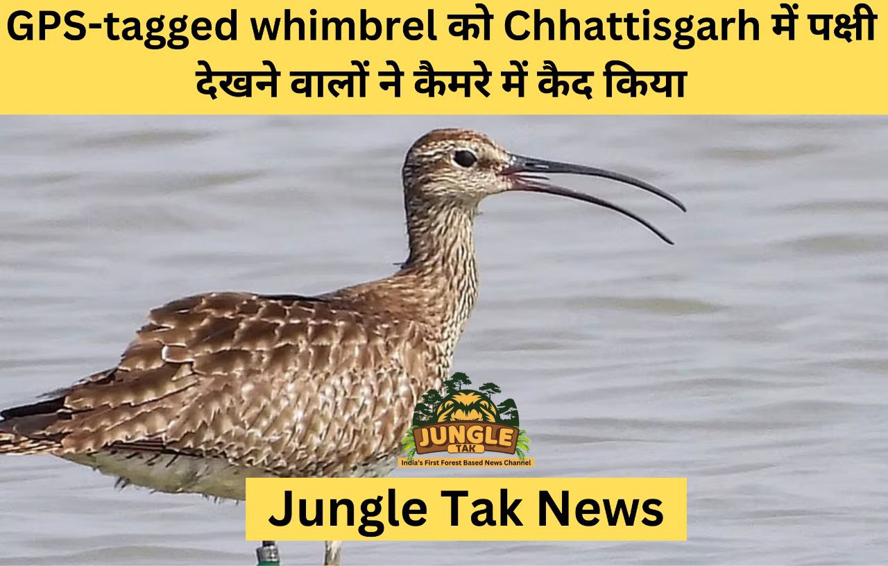 GPS-tagged whimbrel को Chhattisgarh में पक्षी देखने वालों ने कैमरे में कैद किया- JUNGLE TAK