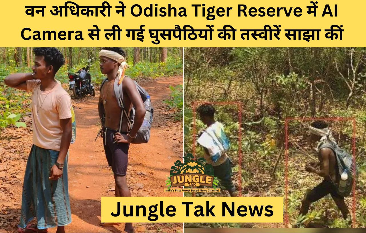वन अधिकारी ने Odisha Tiger Reserve में AI Camera से ली गई घुसपैठियों की तस्वीरें साझा कीं- JUNGLE TAK