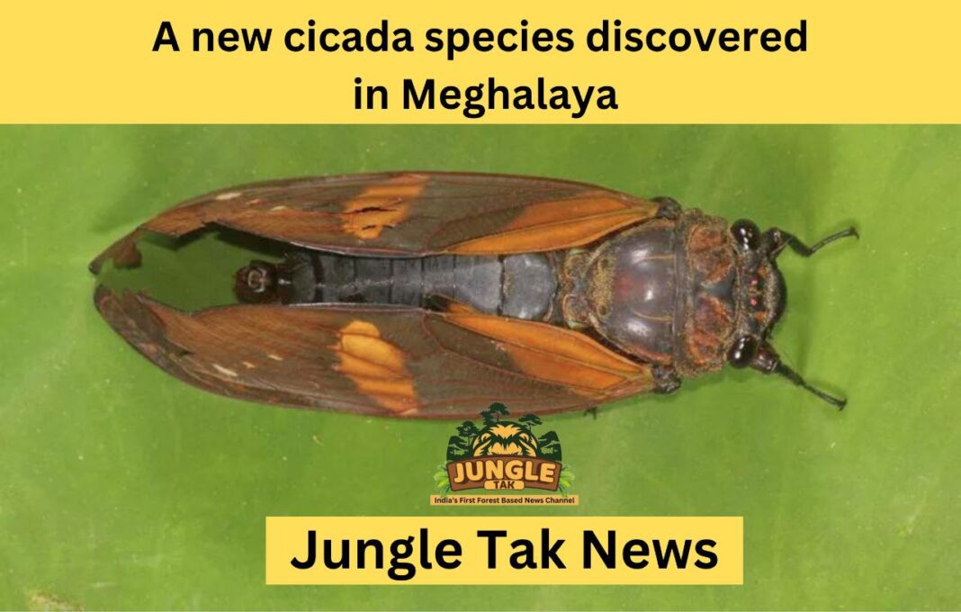 A new cicada of species is discovered in Meghalaya of India-JUNGLE TAK