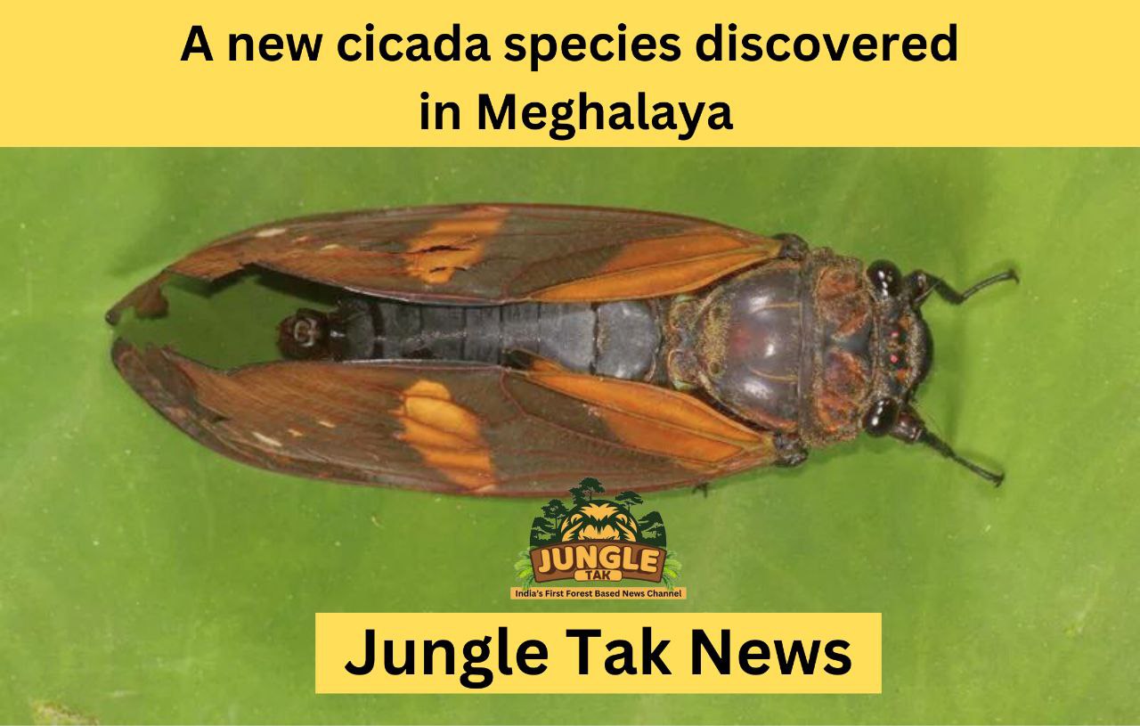 A new cicada of species is discovered in Meghalaya of India-JUNGLE TAK