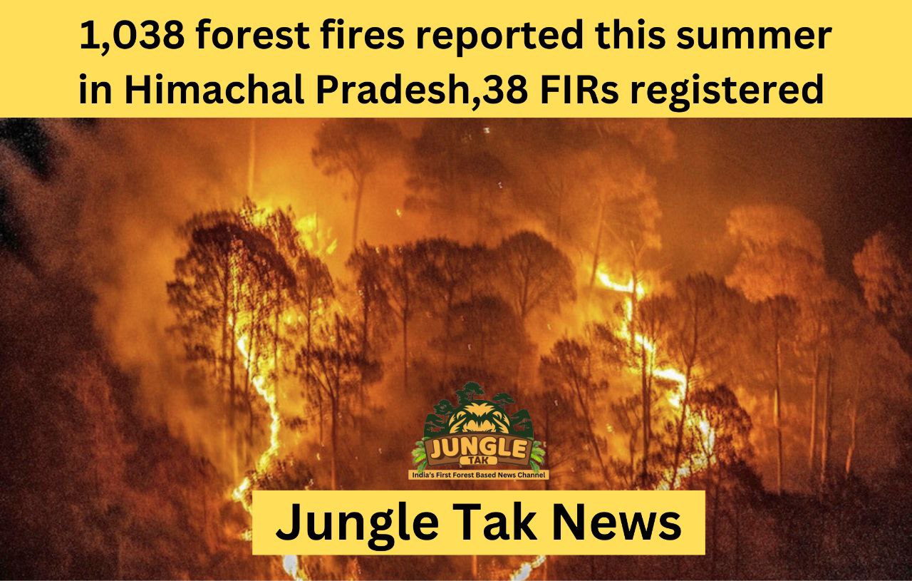 Himachal Pradesh में इस साल गर्मियों में Forest fire लगने की 1,038 घटनाएं हुईं, 38 FIR दर्ज- JUNGLE TAK