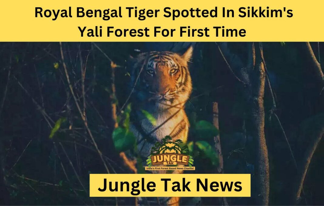 Sikkim के Yali forest में पहली बार Royal Bengal Tiger देखा गया- JUNGLE TAK
