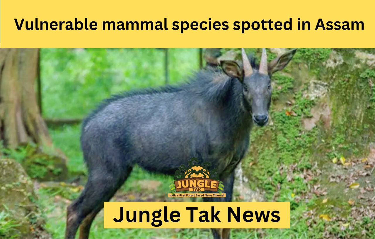 Vulnerable mammal species spotted in Assam- JUNGLE TAK