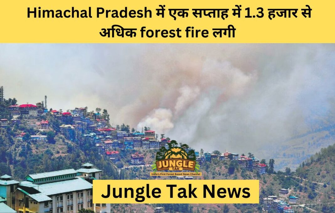 Himachal Pradesh में एक सप्ताह में 1.3 हजार से अधिक forest fire लगी- JUNGLE TAK